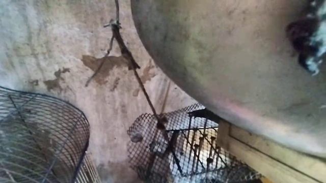 Веялка для дробилки чтоб экономить свое время