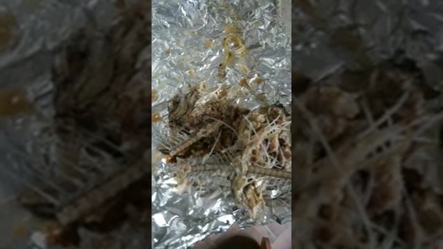 Плотвичка (рыба плотва) съедена полностью 16-го Мая - остались косточки на фольге