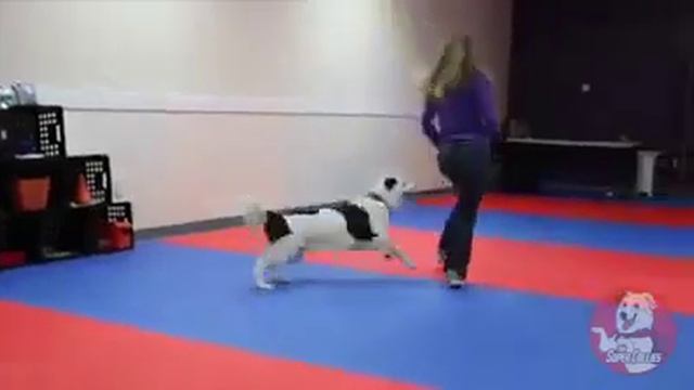 Какая хорошая Собака (♡♥♡)