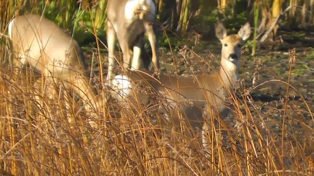 СЕМЬЯ СИБИРСКИХ КОСУЛЬ ЗАБРЕЛА НА ВОДОЁМЧИК смотреть онлайн