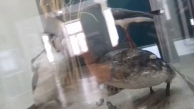 Краснодар//Музей//Блог #1 смотреть онлайн