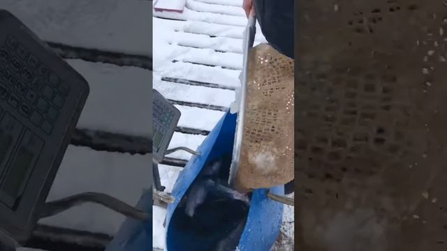 Рыбалка в Петровском смотреть онлайн