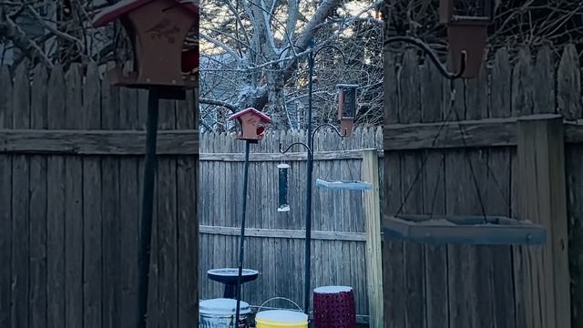 Bird Watching This Time of Year (Winter) смотреть онлайн
