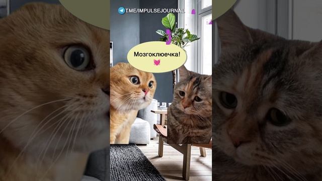 Комплименты смотреть онлайн