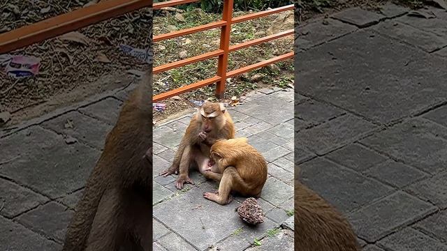 Гора обезьян на Пхукете | Куда сходить | Тайланд | Monkey Hill | Затерянные в путешествии