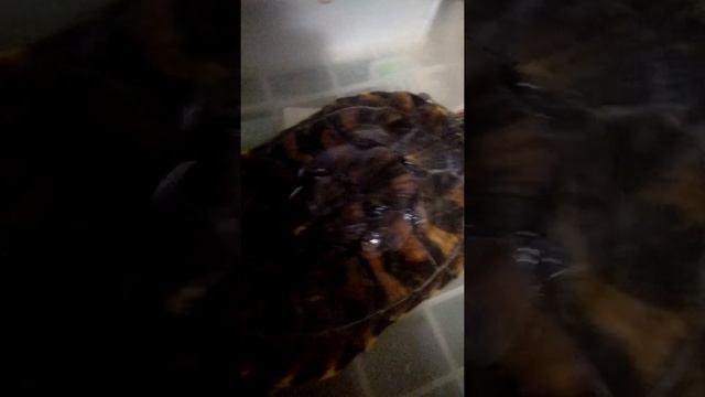 В Анапе интернет плохо ловит. Валера не может выложить новое видео. (Попросил меня . Мама)😊 смотреть онлайн