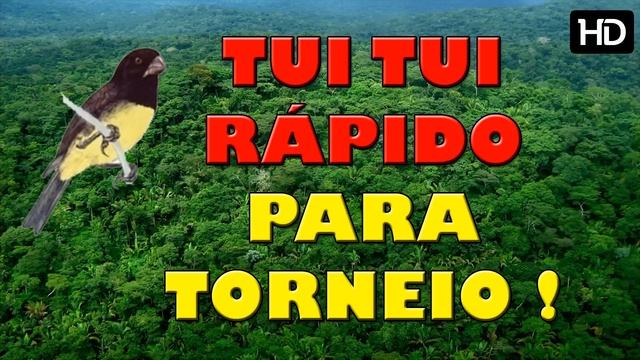 TUI TUI PARA TORNEIO ! (RÁPIDO,VELOCISTA VELOX) смотреть онлайн