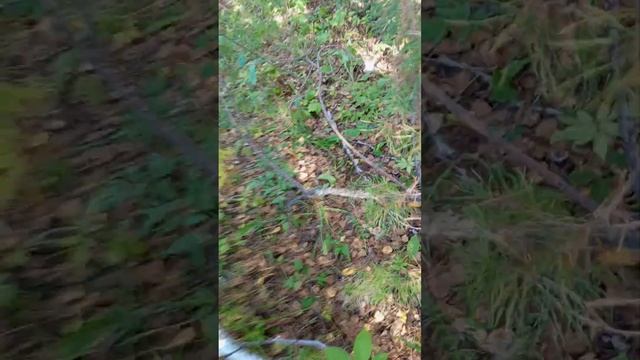 по старой железки и дорогой прошлись по лесу