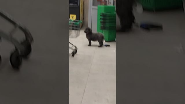 В ожидании хозяина