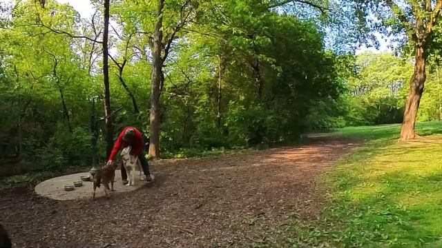 Insta360 X3 - Insta360 Studio Testing (Trip To Dog Park - Edited)
