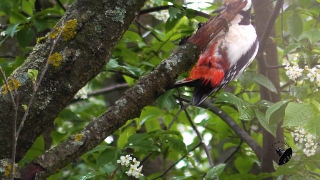 Большой пестрый дятел (Great spotted woodpecker) смотреть онлайн
