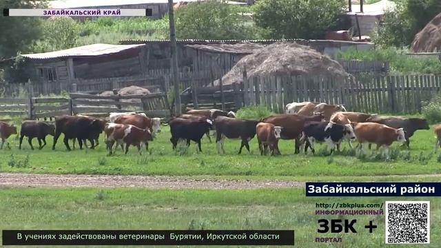 Представители Россельхознадзора и ветеринары призывают вакцинировать скот от ящура смотреть онлайн