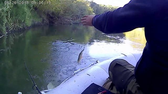 окунь на селиконку