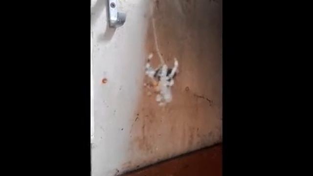 Муха попалась