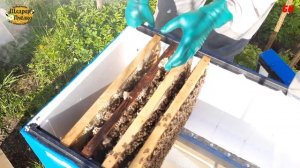 пересадка пчелопакета в улей лежак делаем сразу 10 рамок , пчеловодство