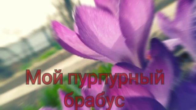Пурпурный брабус 💫 смотреть онлайн