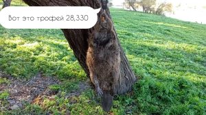 охота на бобра 2024/ ЕСТЬ ТРОФЕЙ/ САМЫЙ КРУПНЫЙ БОБР