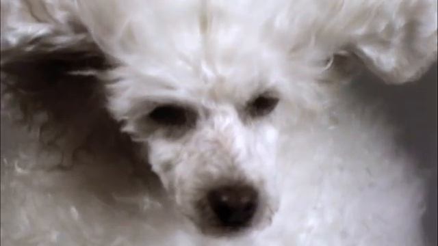 Birds on Vimeo смотреть онлайн