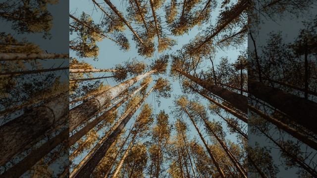 Расслабляющий шум сна смотреть онлайн