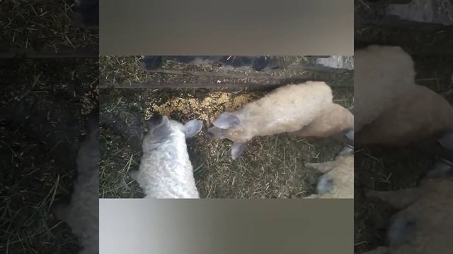 Венгерская мангалица кушает целую кукурузу так что дробилка,не нужна.