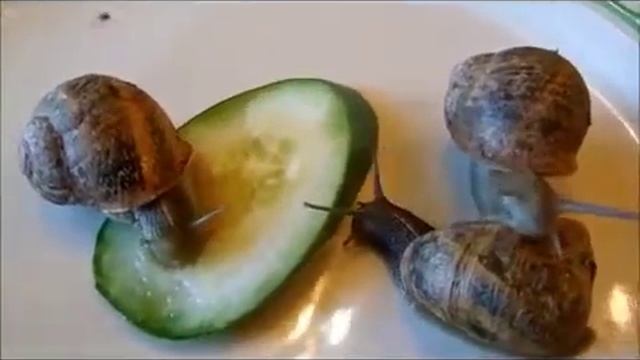 Улитка ест смотреть онлайн