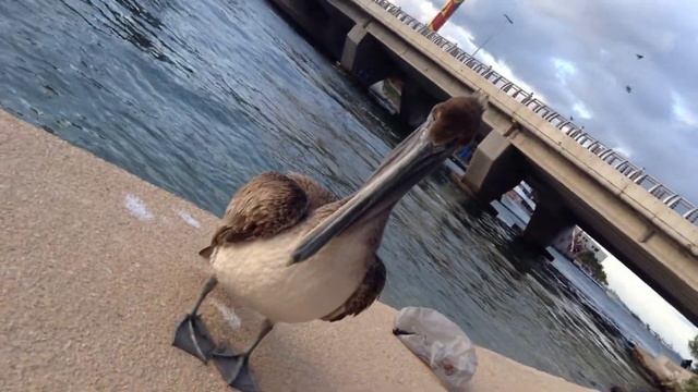 Cancun пеликан-попрошайка