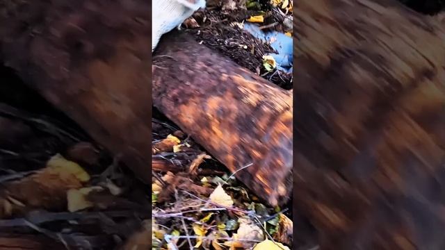 Нормальная такая! #металлоискатель смотреть онлайн