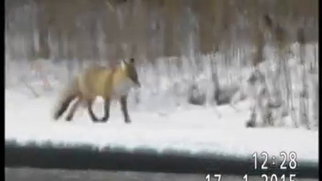 НОРКА  И  НЕЖДАННЫЙ  ГОСТЬ