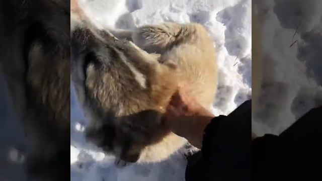 Собаки Приэльбрусья.приятный и красивый щенок смотреть онлайн
