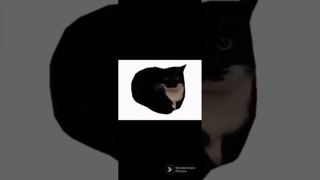 Maxwell The Cat (spinning) (long)