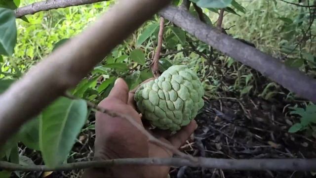 Sugar-apple/Seetha fruit/custard apple hunt (part-2) смотреть онлайн