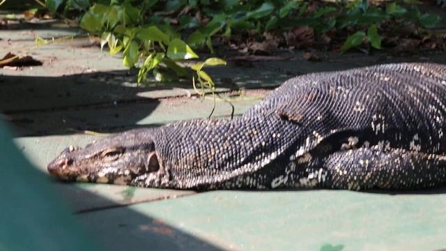 Варан на Шри Ланке. Сафари на реке Бентота. ceylon-gid.com смотреть онлайн