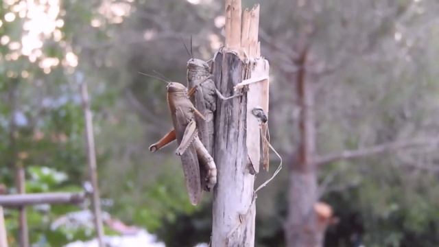 Anacridium aegyptium on mating Greece 14 6 19 смотреть онлайн