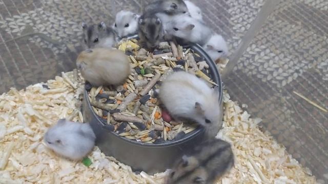 Маленькие и смешные джунгарские хомячки смотреть онлайн