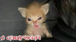 ПРИКОЛЫ С КОТАМИ! СМЕШНЫЕ ЖИВОТНЫЕ - С ОЗВУЧКОЙ! СМЕШНЫЕ Коты и Собаки! ДО СЛЁЗ