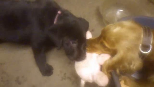 чья свинья?