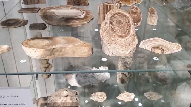 Красноярский Краеведческий музей, флора и фауна смотреть онлайн