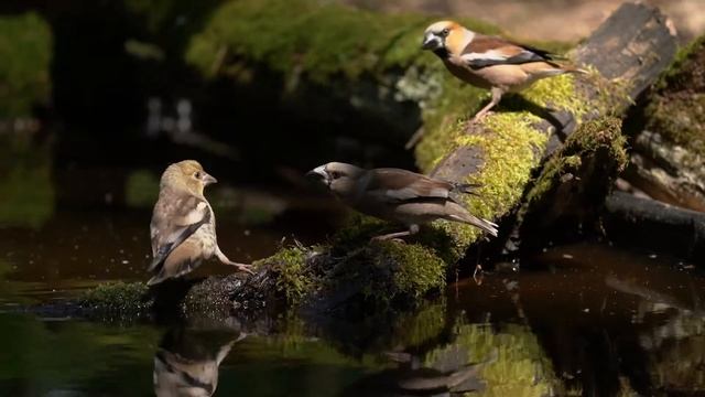 Молодой дубонос огребает от матери - Juvenile Hawfinch Kicked Out By Mother