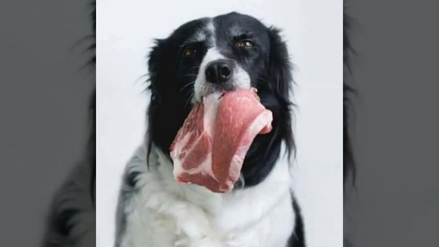 ALIMENTACIÓN FISIOLÓGICA DE PERROS Y GATOS