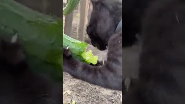 #котики #котик-ест-огурец-с-грядки🥒