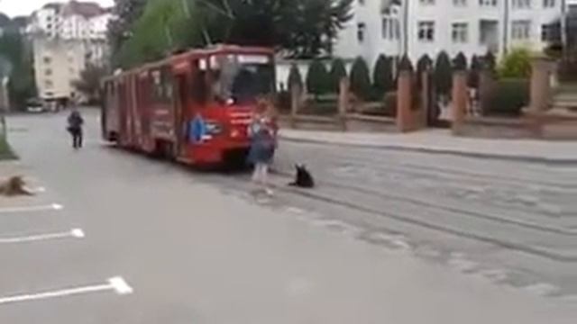 Собака и трамвай смотреть онлайн