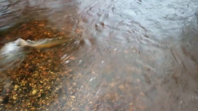 ... нерест лосося