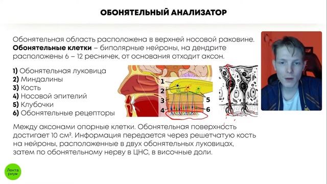 БИОЛОГИЯ ОГЭ - Обонятельный анализатор смотреть онлайн