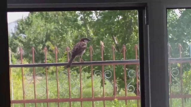 очумелый воробей пытается попасть в дом, не понимая, что такое стекло смотреть онлайн