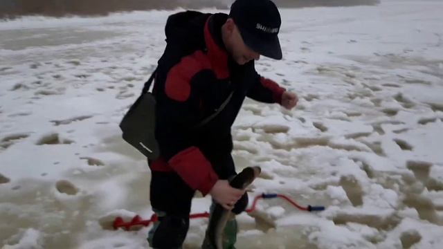 Поимка и вываживание щуки, попавшейся на жерлицу смотреть онлайн