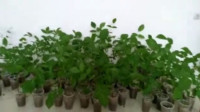 Грецкий орех | Выращивание грецкого ореха из семян 20.03.2022г