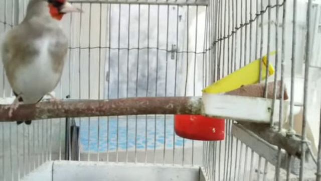 Sedogoloviy Shegol красивые позыаки