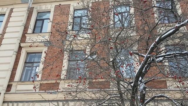 Дрозд-рябинник 19 февраля 2018 смотреть онлайн