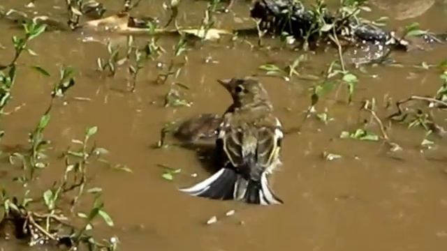 Чижик купается смотреть онлайн