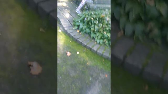 идём в музей А.С.Пушкина с классом👍 смотреть онлайн